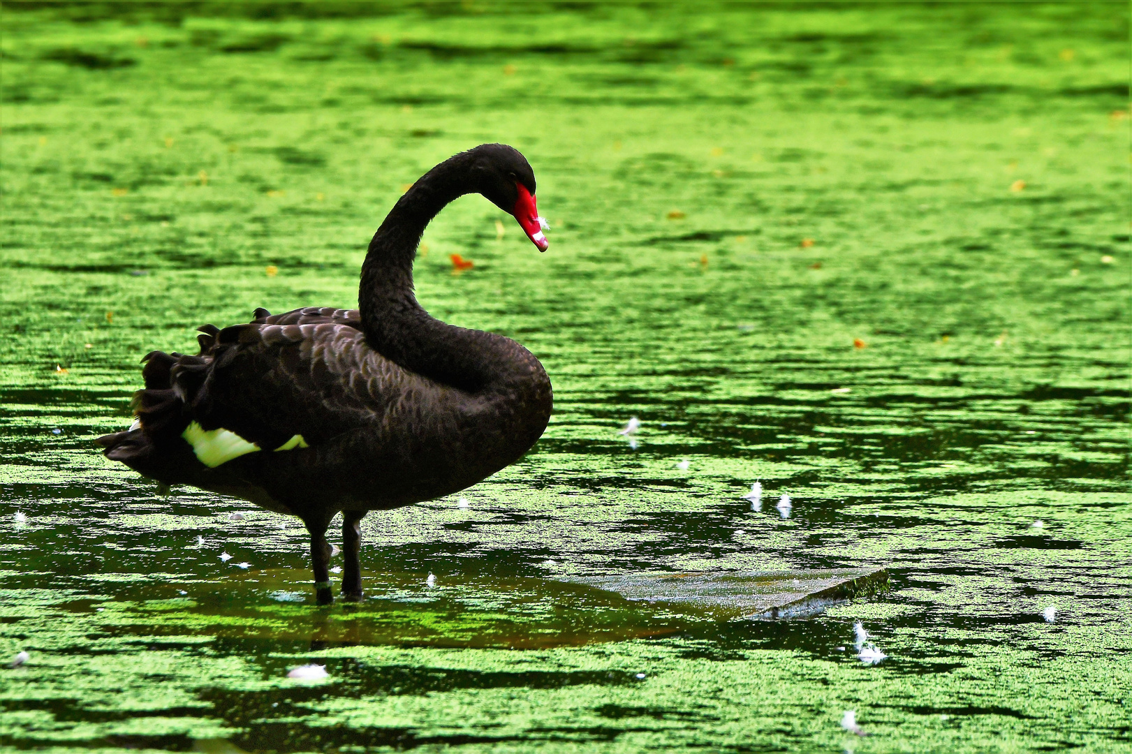 Schwarzer Schwan