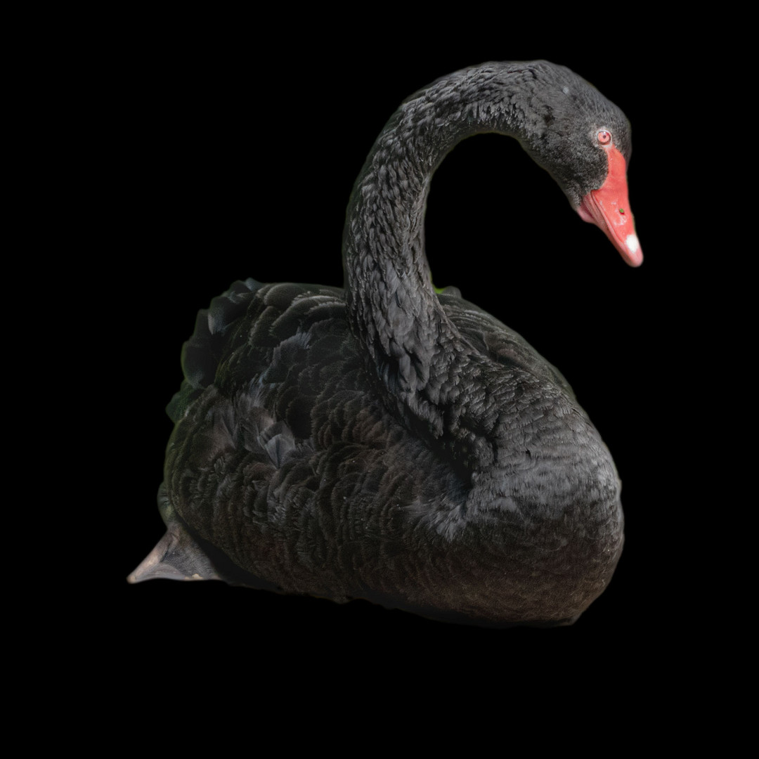 schwarzer-schwan