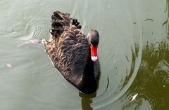 Schwarzer Schwan