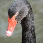 Schwarzer Schwan