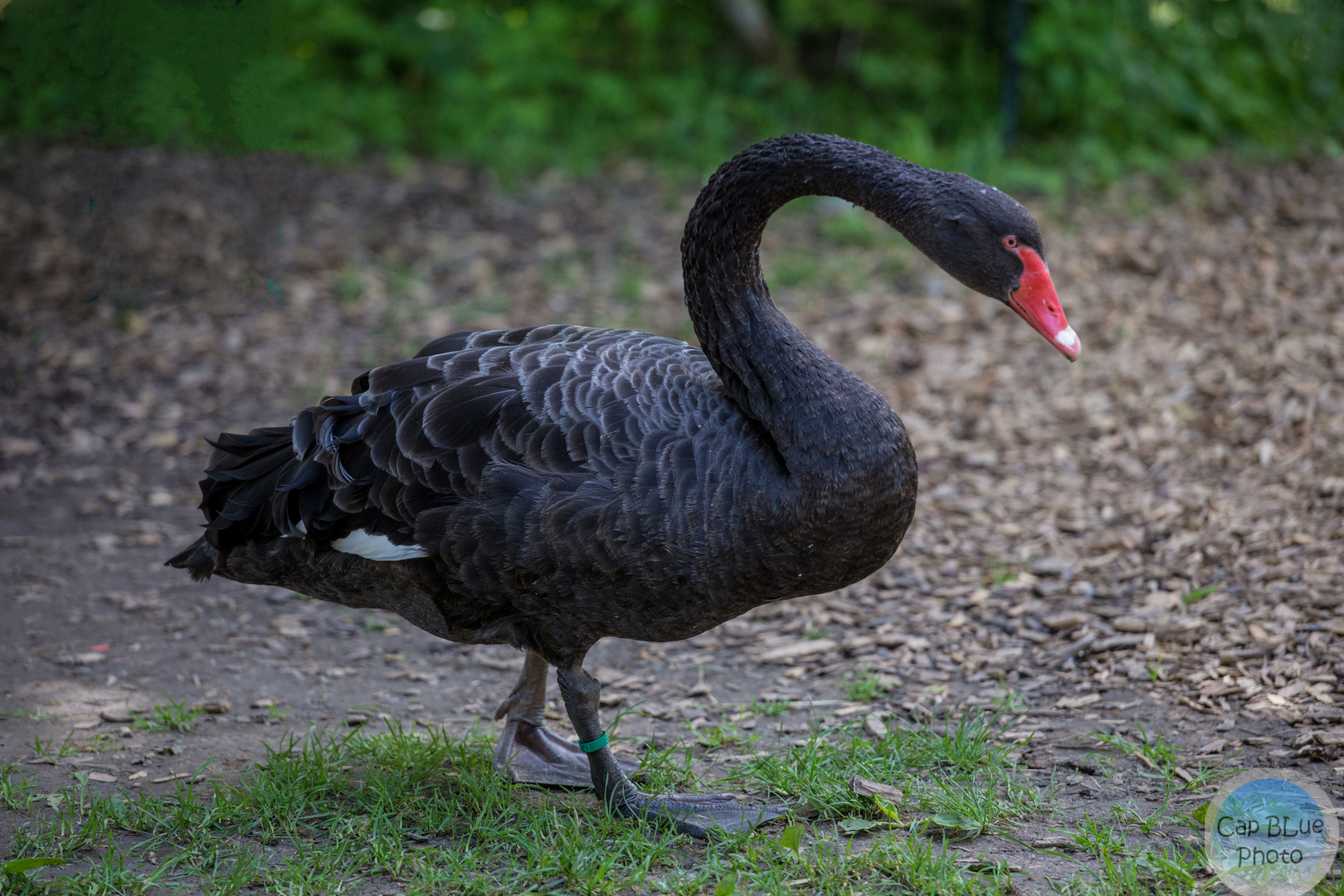 Schwarzer Schwan auf der Pirsch