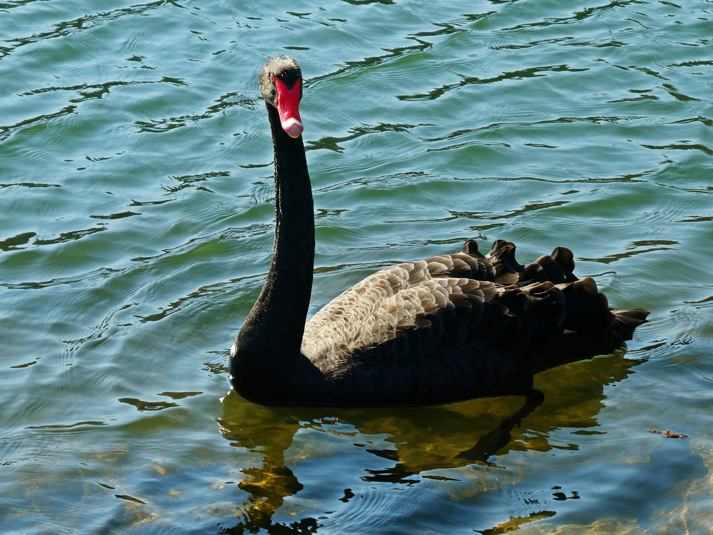 Schwarzer Schwan auf der Ruhr