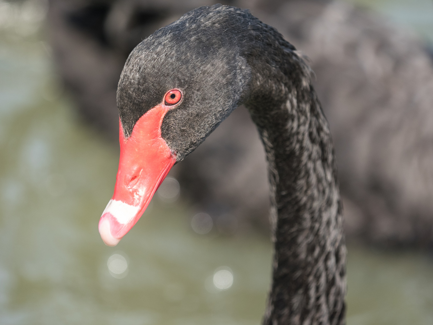 Schwarzer Schwan - Auge in Auge