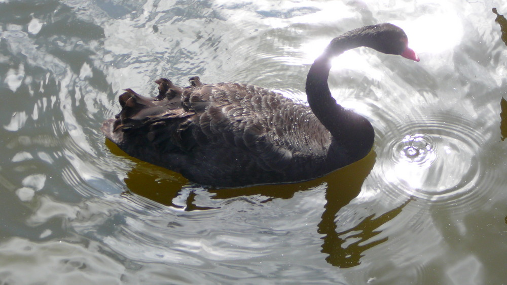 Schwarzer Schwan beim Baden