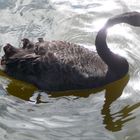 Schwarzer Schwan beim Baden