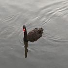 Schwarzer Schwan - Black Swan