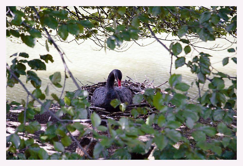 Schwarzer Schwan