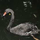 Schwarzer Schwan