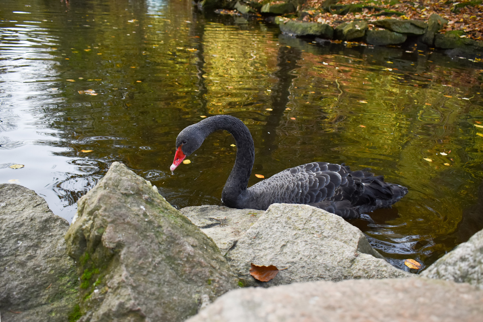 schwarzer Schwan