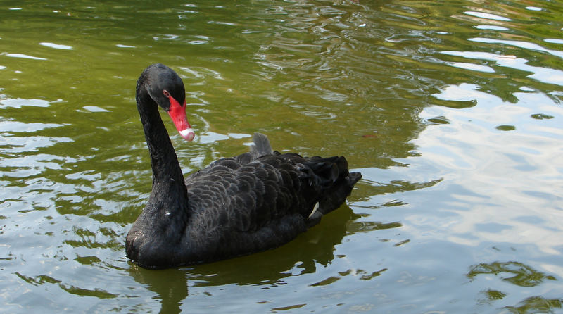 Schwarzer Schwan