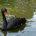 Schwarzer Schwan