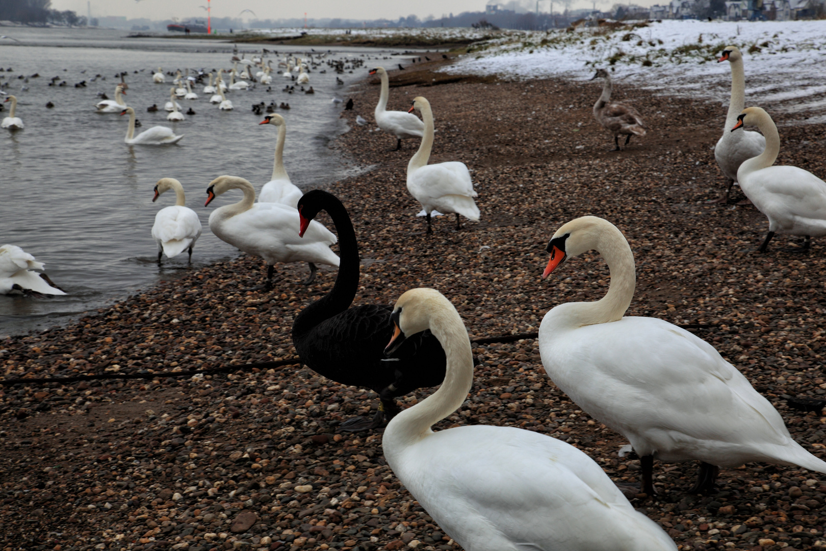 Schwarzer Schwan der Familie