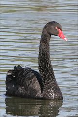 Schwarzer Schwan