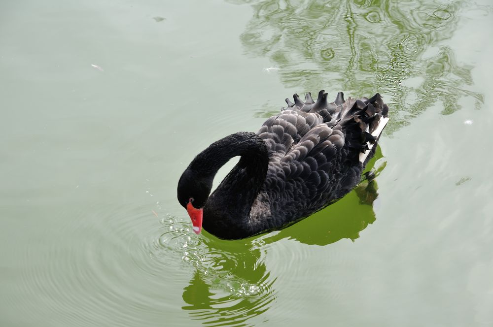 Schwarzer Schwan DSC_1236part