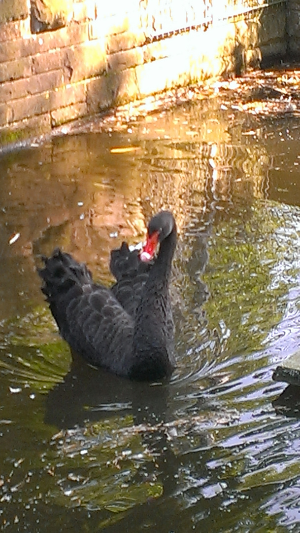 Schwarzer Schwan