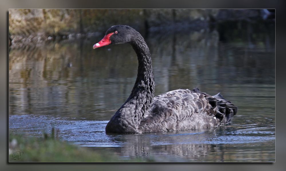 Schwarzer Schwan