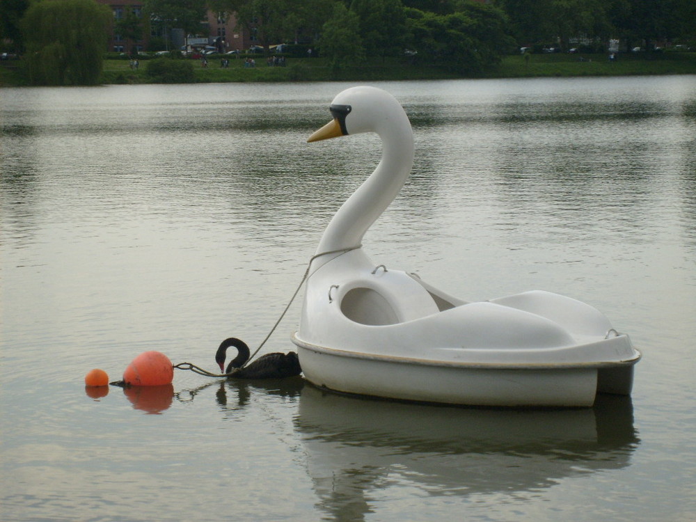 Schwarzer Schwan