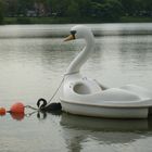 Schwarzer Schwan