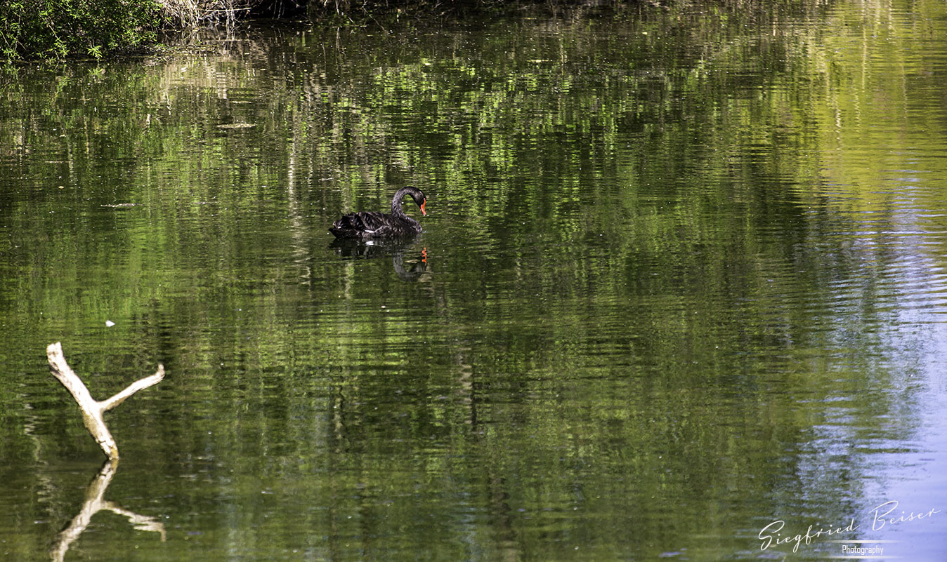 schwarzer Schwan