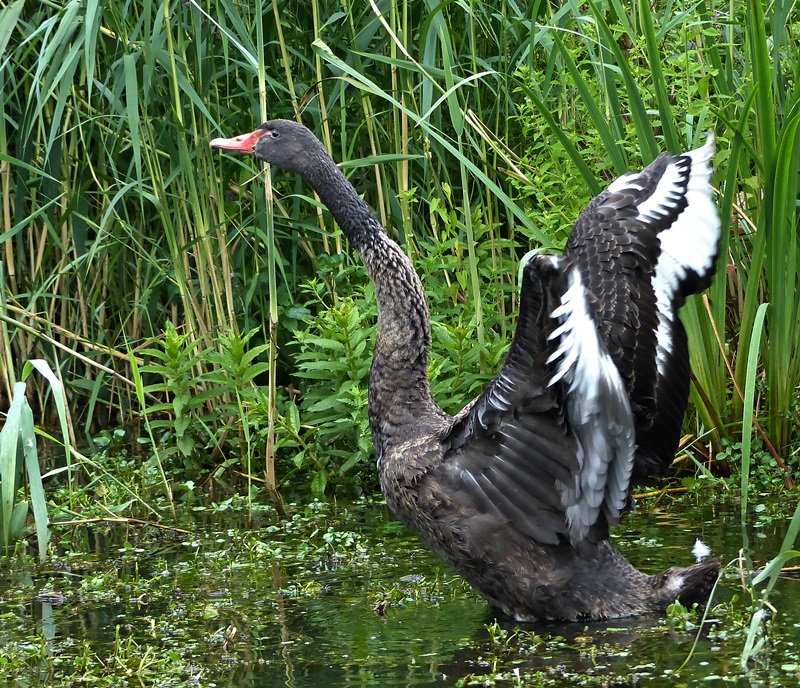 Schwarzer Schwan....