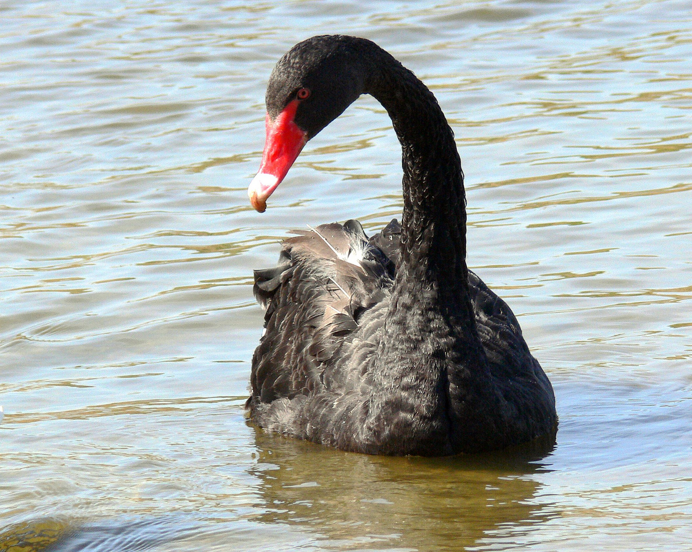 Schwarzer Schwan