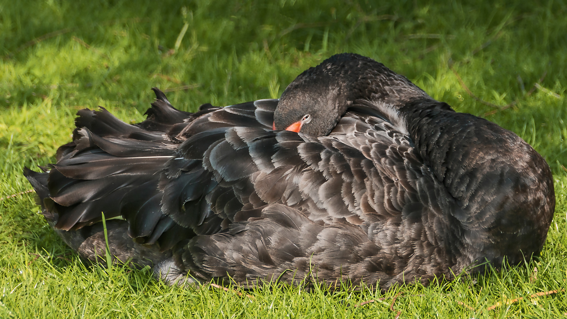 Schwarzer Schwan