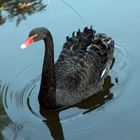 Schwarzer Schwan im Brückenkopf Park in Jülich