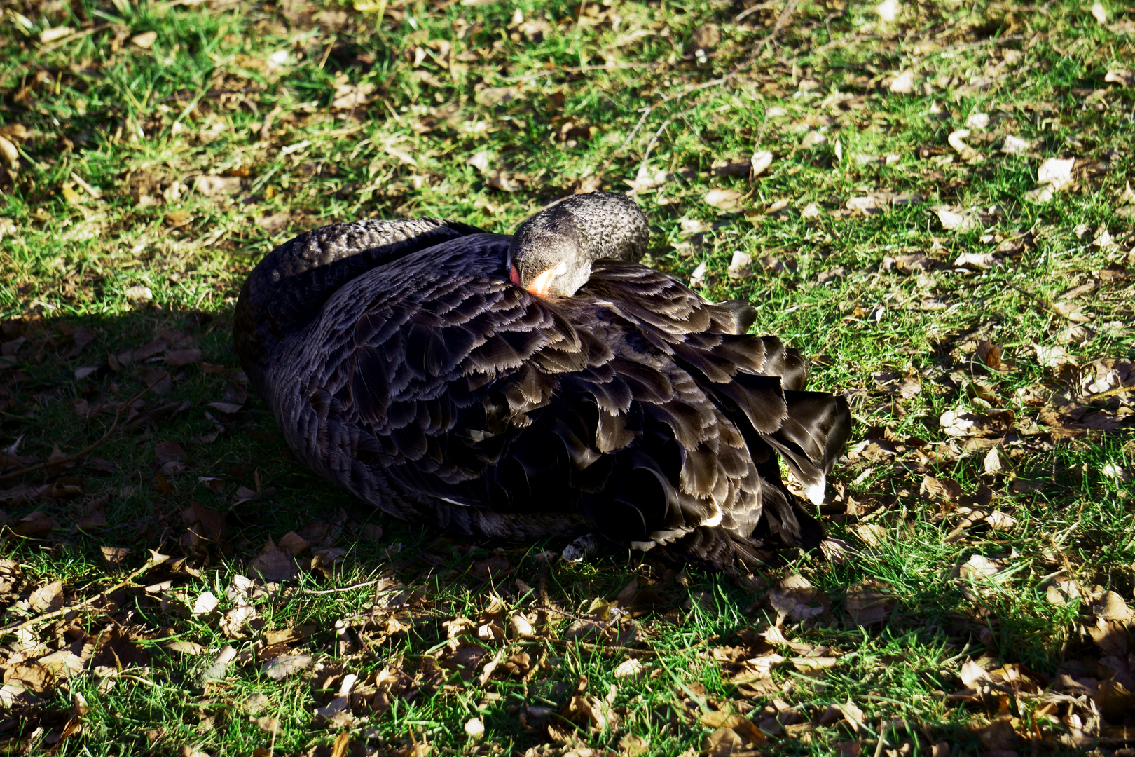 Schwarzer Schwan im Heiligenstädter Heinrich-Heine-Park 