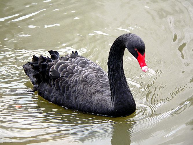 Schwarzer Schwan, im Kurpark Bad Liebenzell