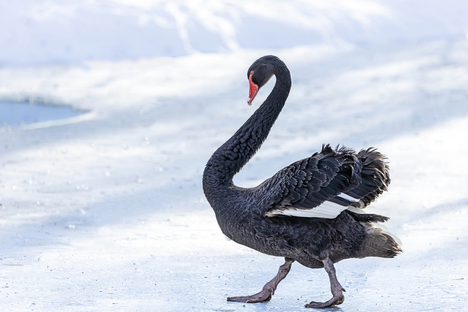 Schwarzer Schwan im weißen Eis