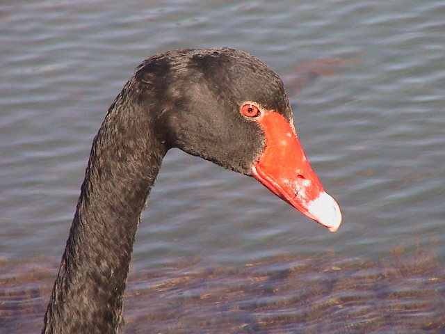 Schwarzer Schwan in Perth