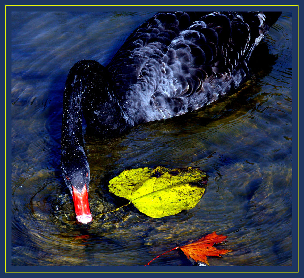 Schwarzer Schwan mit Blatt