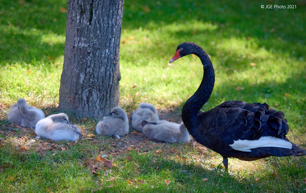 Schwarzer Schwan mit Nachwuchs