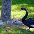 Schwarzer Schwan mit Nachwuchs