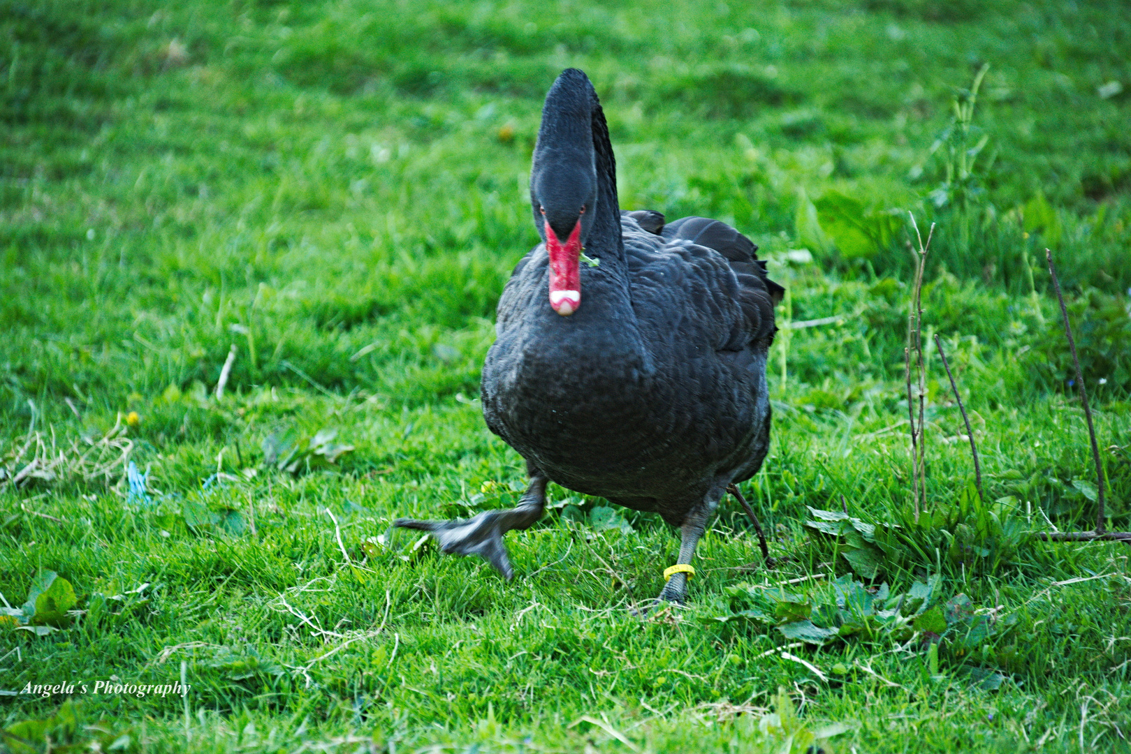 Schwarzer Schwan - ob ich ihn wohl gestört habe?