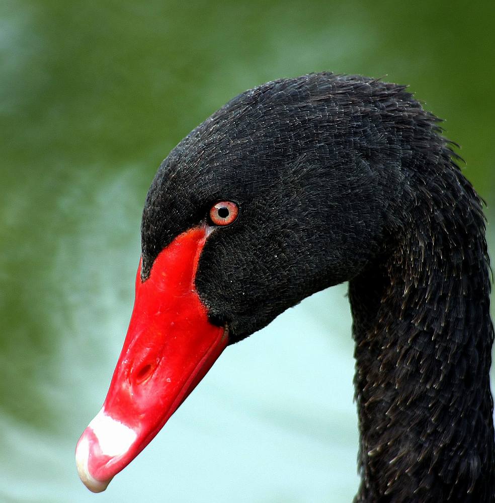 Schwarzer Schwanz Wild Gelutscht Schwarzer Schwanz Wild Gelutscht