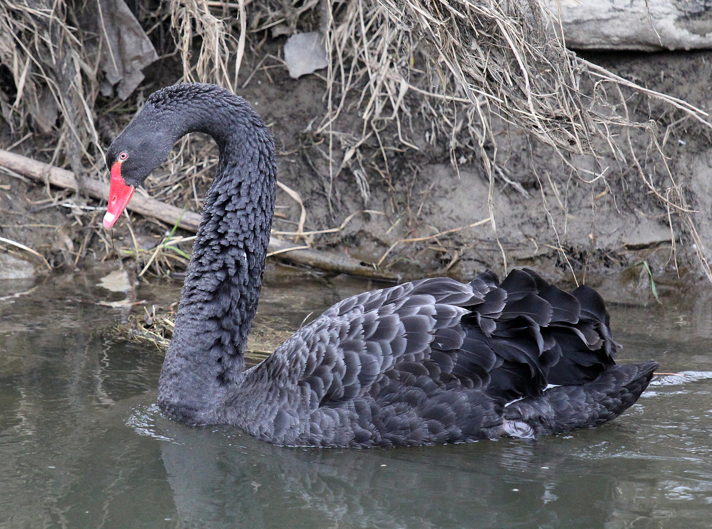 schwarzer Schwan, Schwarzschwan / Trauerschwan (Cygnus atratus)