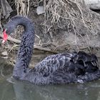 schwarzer Schwan, Schwarzschwan / Trauerschwan (Cygnus atratus)