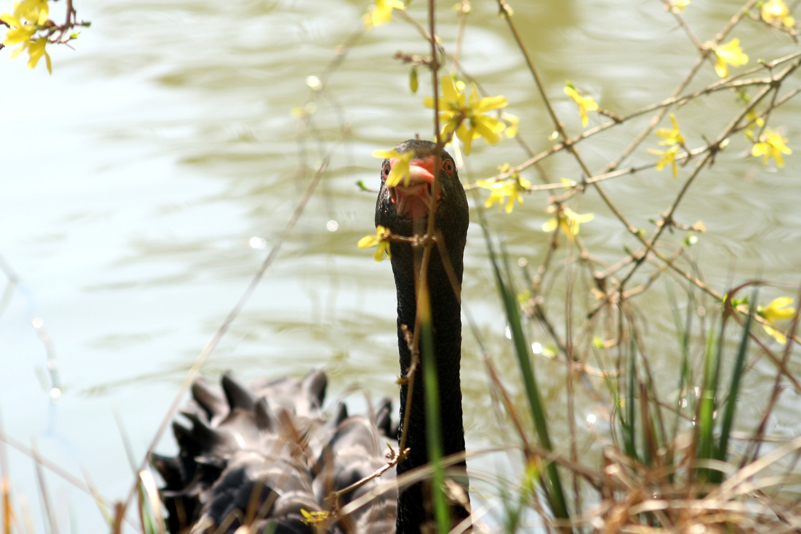 Schwarzer Schwan und Ginster