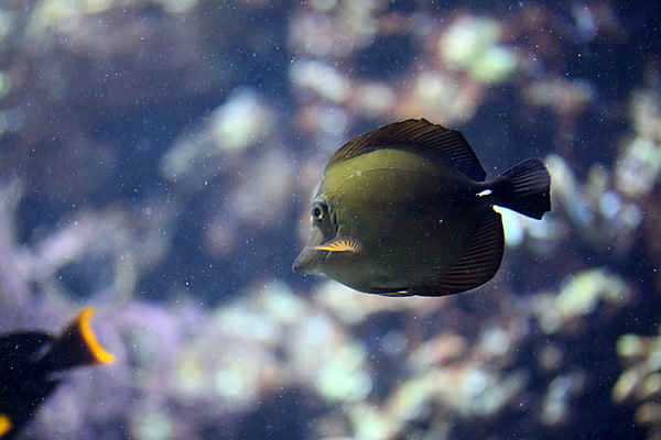 Schwarzer Segelflossen Doktorfisch