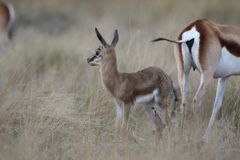 schwarzer Springbock