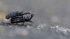 Schwarzer Stachelkäfer (Hispa atra)