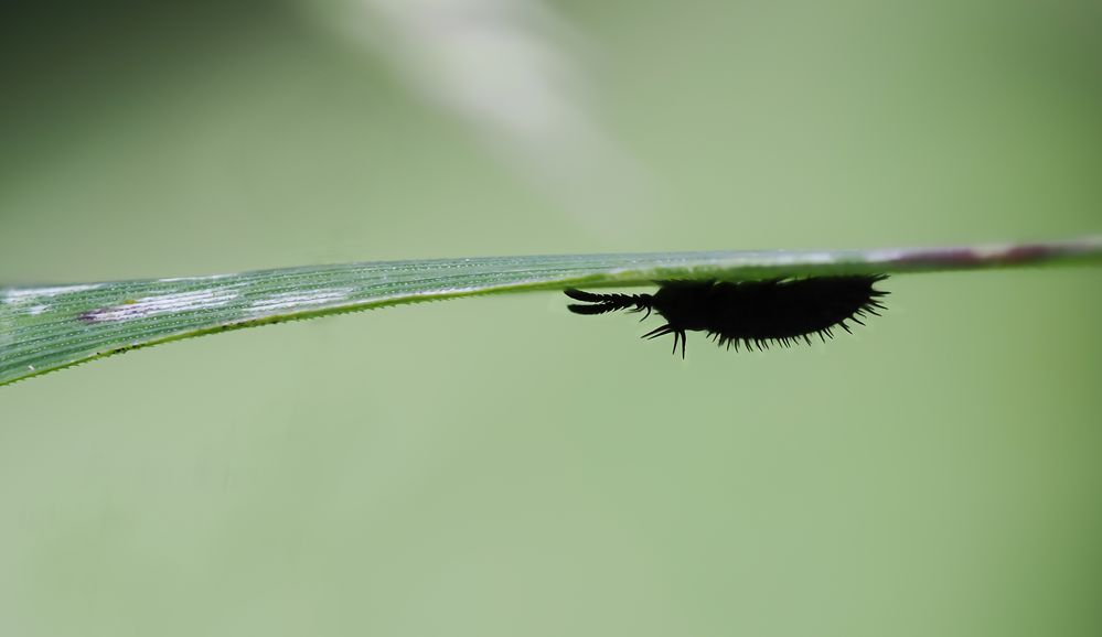 Schwarzer Stachelkäfer ( (Hispa atra) 