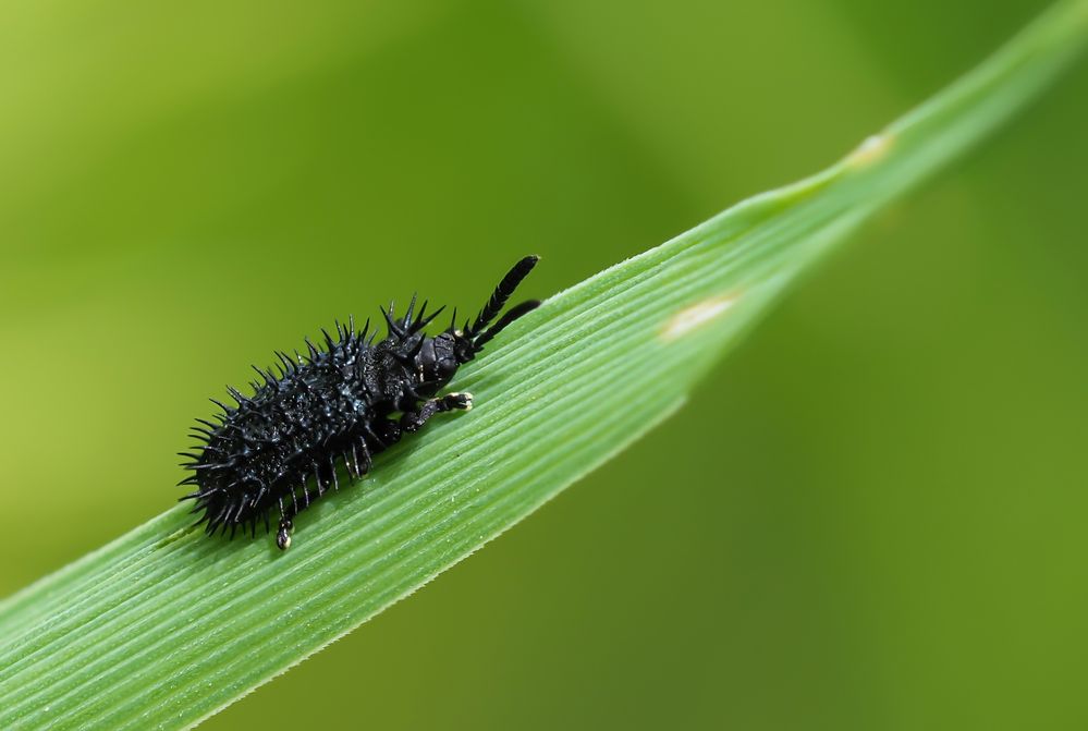 Schwarzer Stachelkäfer ( (Hispa atra) 