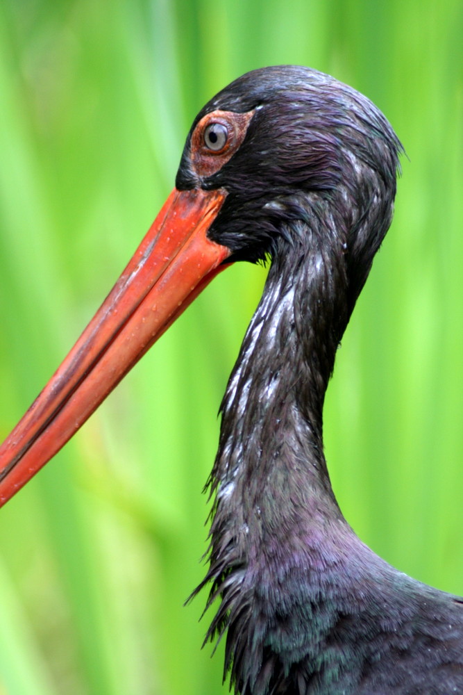 Schwarzer Storch