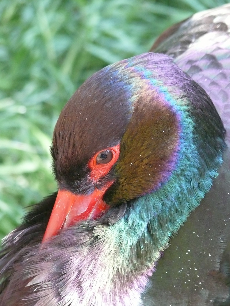 Schwarzer Storch von Christiane Rosenbohm 