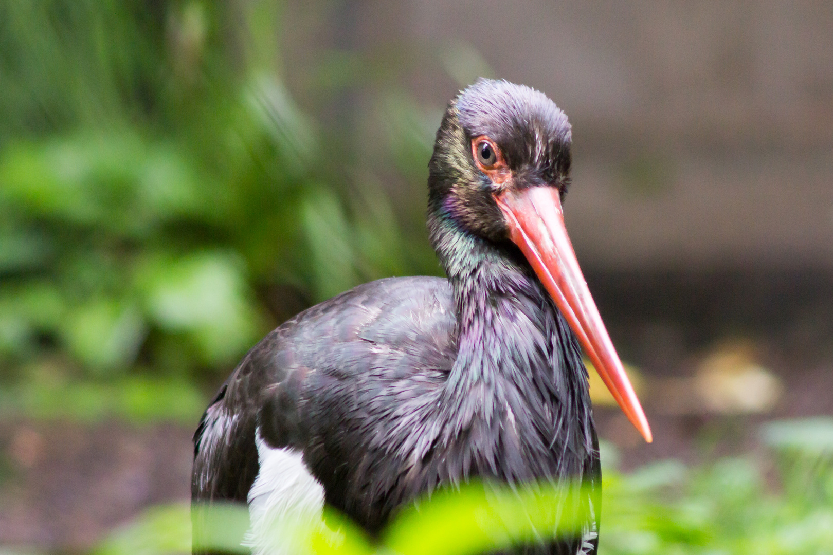 Schwarzer Storch