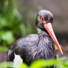 Schwarzer Storch