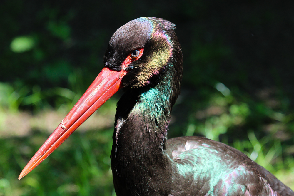 Schwarzer Storch