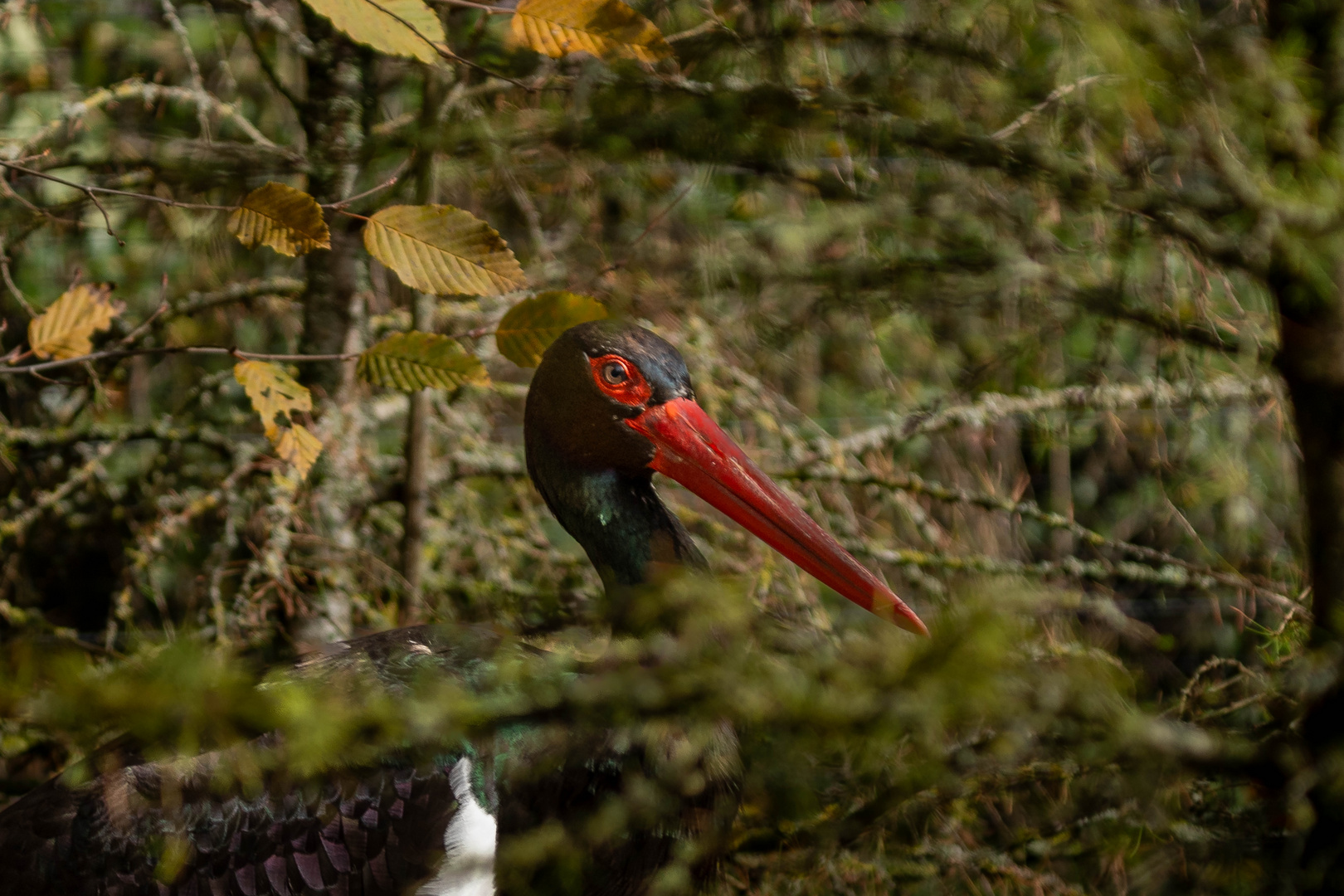 Schwarzer Storch im Gebüsch 